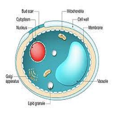 Gær og Gæring m. Sofie del 1. Gær og Gæring m. Sofie del 1.